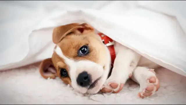Video thumbnail for How to Take Care of a Jack Russell Terrier?