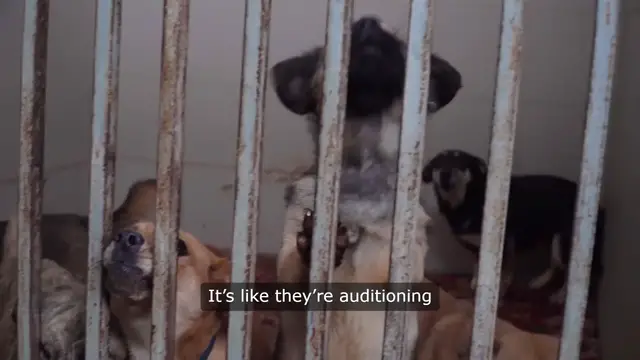 Video thumbnail for Canine Circling: The Unlikely Source of Bedtime Drama
