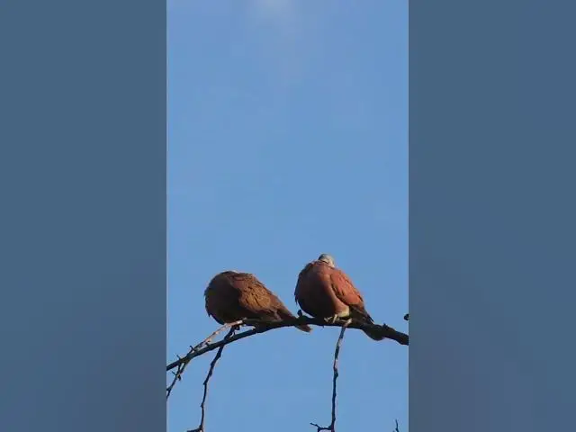 Video thumbnail for Male & Female Dove on nest Bird EP.029 #babyanimal #nature #avian #babybird #rainsounds #avianlife