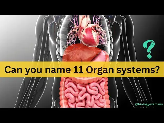 'Video thumbnail for Can You Name 11 Organ Systems? Human Body Organ System Quiz'