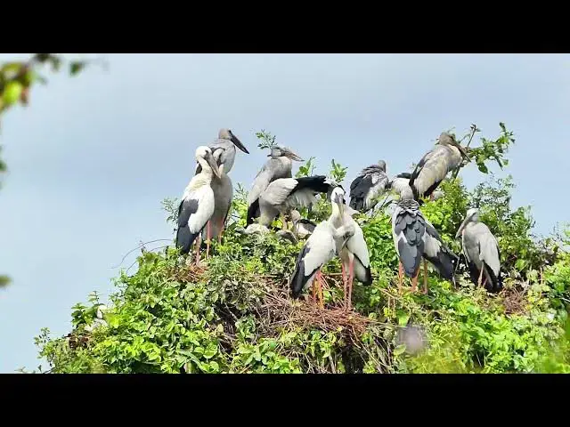 Video thumbnail for Amazing Area lake for crane birds made nest alot here  Hours #100027