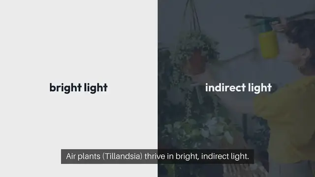 Video thumbnail for Air Plant Terrarium Care Tips