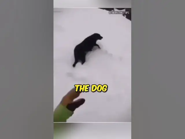 Video thumbnail for Rescuing a Lost Dog 🐶❤️: A Heartwarming Tale of Hope and Redemption