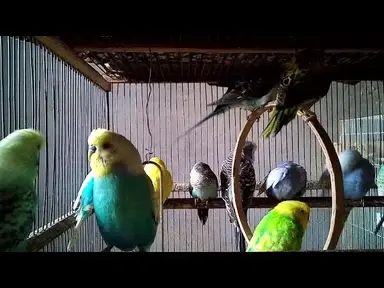 'Video thumbnail for 새끼 앵무새의 둥지 안에서 조용한 순간 🐣'