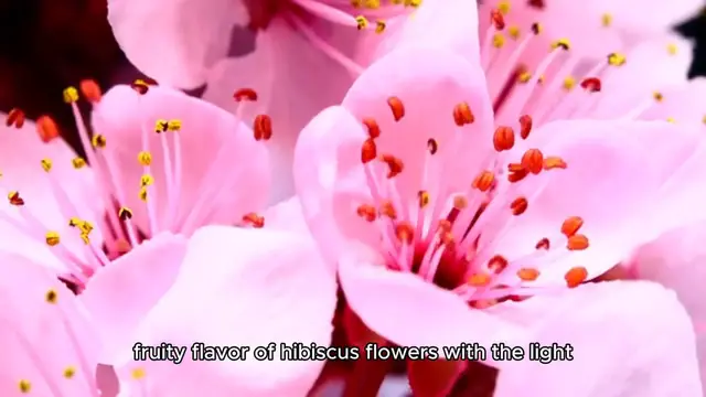 Video thumbnail for hibicus sorbet