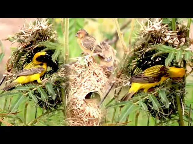 'Video thumbnail for The best bird made by grass, golden bird made on fields'