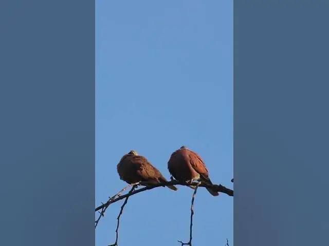 Video thumbnail for Male & Female Dove on nest Bird EP.027 #babyanimal #nature #avian #babybird #rainsounds #avianlife