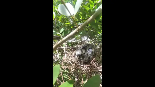 Video thumbnail for all dove bird  #babybird #dove #dovebird #nestbird #shortbird #nestdove #birdeat #birdfeed