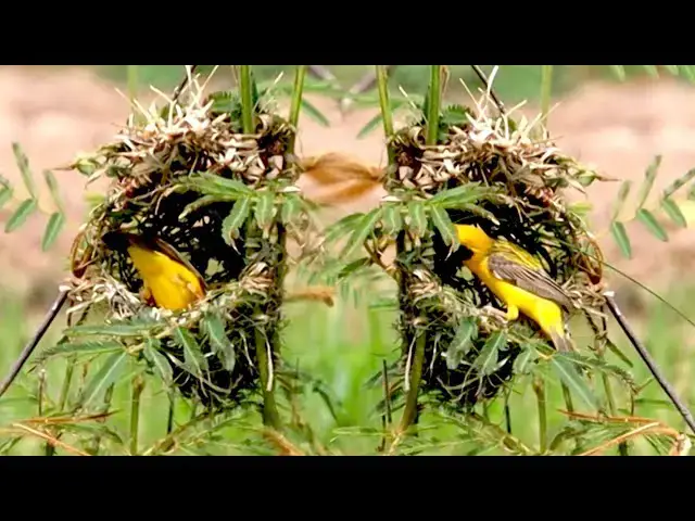 'Video thumbnail for Top Wild golden bird sparrow get grass'
