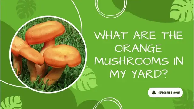 'Video thumbnail for Orange Mushrooms in the Yard - Identification'