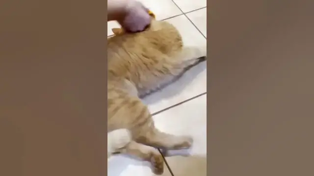 Video thumbnail for Can Cats Eat Oranges?#shorts