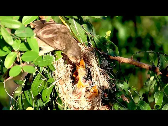 'Video thumbnail for Baby's hungry Feeding Time: Baby Sparrow in Nest'