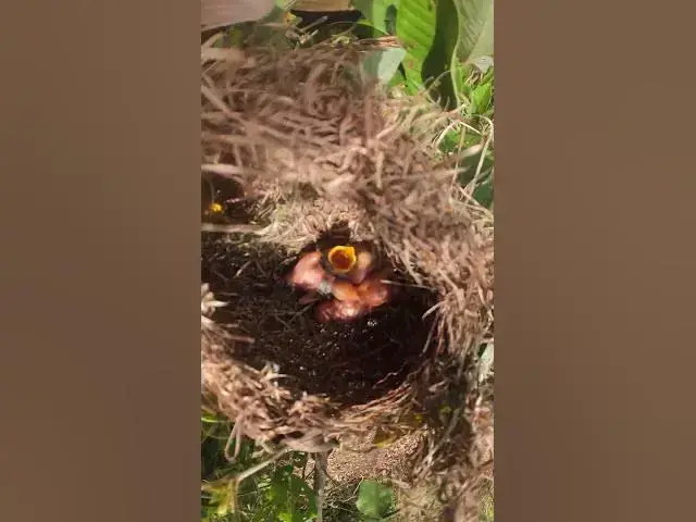 Video thumbnail for Baby Greater coucal Birds Very hungry in Nest EP#122 #birdslover #birdwatch #birds #beautifulbird #w