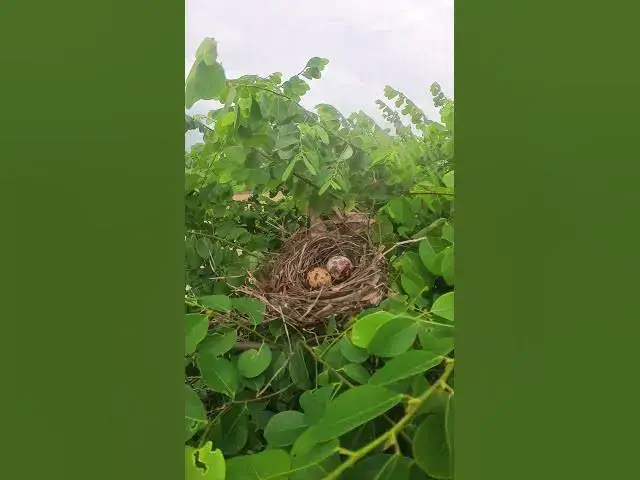 Video thumbnail for What is Egg of Bird in Nest AP#027 #Feedigbirds #nature #shortvideo #viralvideo #birds #farming