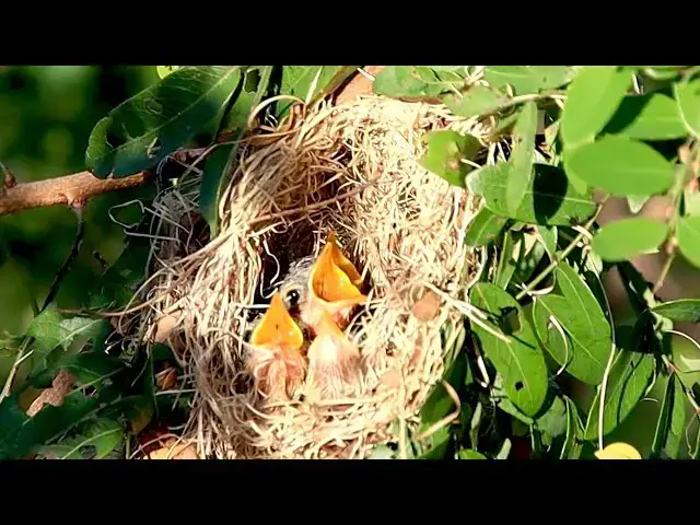 'Video thumbnail for Under nest, Nestbound Sparrow Baby Hungers for Food'