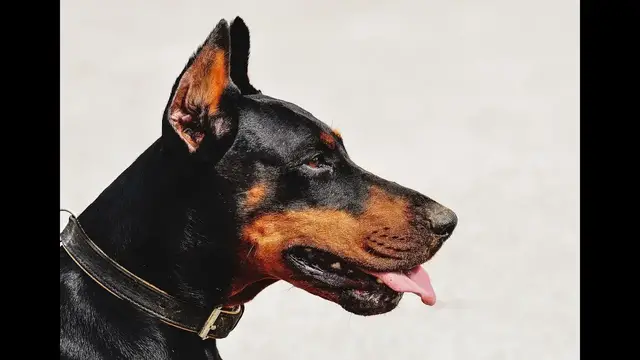Video thumbnail for The Origin of the Doberman: History and Personality