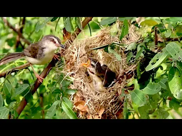 'Video thumbnail for On nest at forest area | Mother's wild bird eat food'