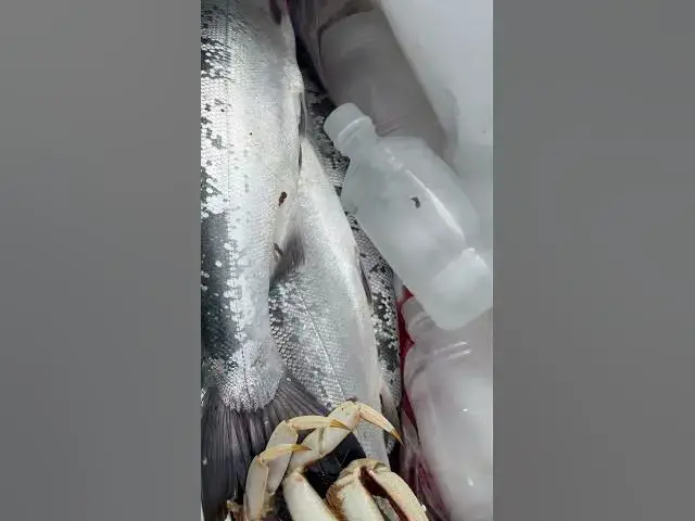 'Video thumbnail for Ilwaco coho beat down! Spin fish, 360 flashers on droppers 70-80 ft line'