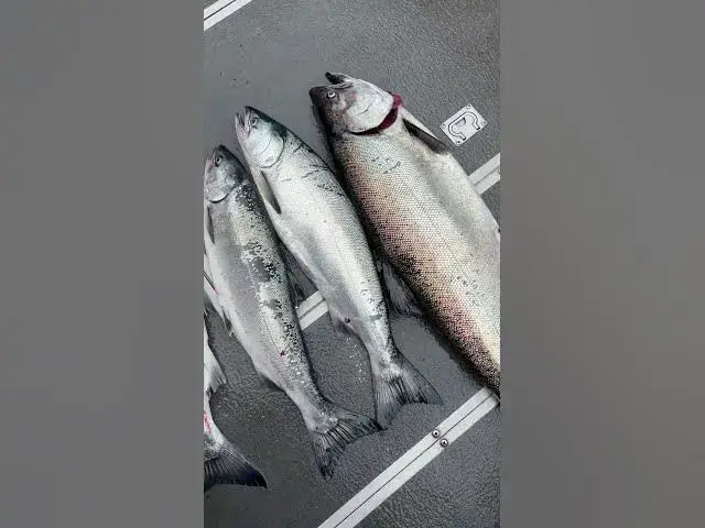 'Video thumbnail for Keep a 3rd hatchery coho or another quality chinook?!? Tough decisions Westport salmon fishing'