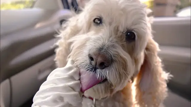 Video thumbnail for 15 Pros and Cons of Owning a Cockapoo