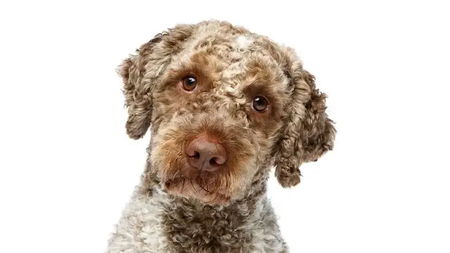 Video thumbnail for 15 Pros & Cons of Owning a Lagotto Romagnolo