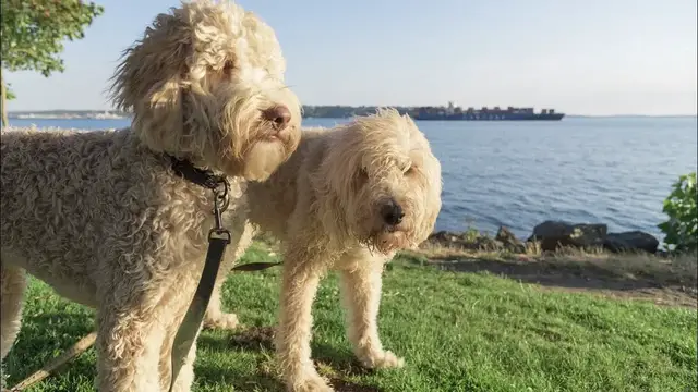 Video thumbnail for 15 Pros and Cons of Owning a Labradoodle