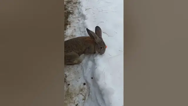 Video thumbnail for Cute rabbit eating carrot#shorts