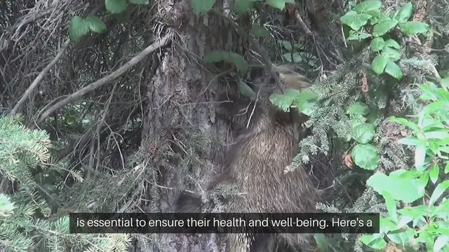 Video thumbnail for Hedgehog Care Guide