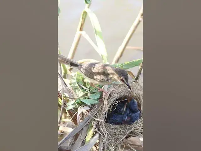 Video thumbnail for Cute Babies Bird Feed #Feedigbirds #nature #shortvideo #viralvideo #birds #feedingbird  #finchbaby