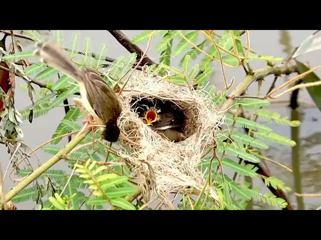 'Video thumbnail for In nest at forest, Nesting Sparrow Chick Awaits Nest Feast'