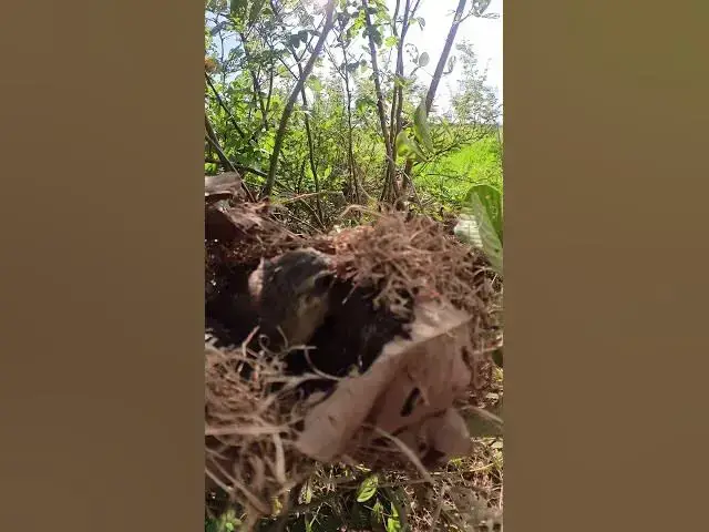 Video thumbnail for Baby Wild Golden Bird #birdslover #birdwatch #wildlife #birdwatching #nature #birdfeeding #birdsound