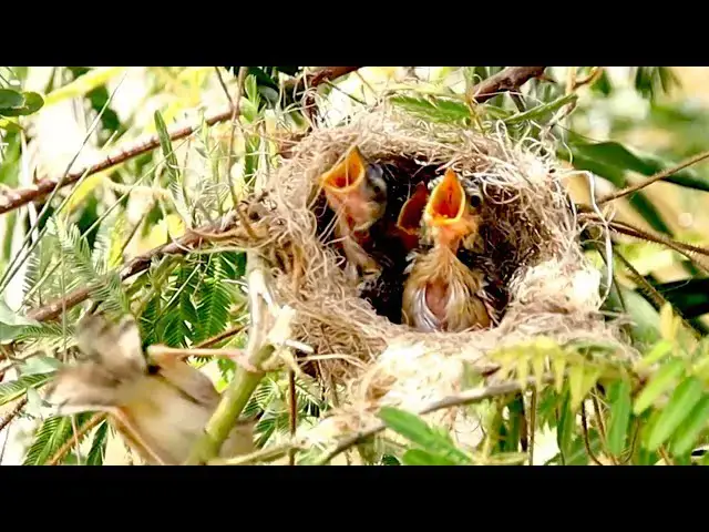 'Video thumbnail for Under nest on field, Bird crie eat food now'