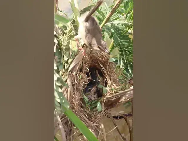 Video thumbnail for What is Egg of Bird in Nest AP#029 #Feedigbirds #nature #shortvideo #viralvideo #birds #farming