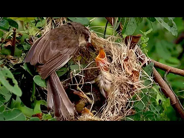 'Video thumbnail for Under nest bird crie eat everyday'