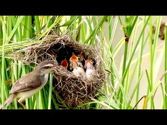 'Video thumbnail for ខុសគេតែមួយក្នុងសំបុក កូនចាបស្រូវ'