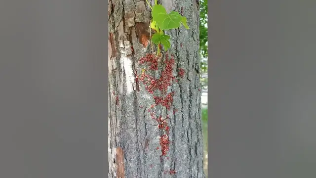 Video thumbnail for Soldier bug, wingless red bug, goat bug, or red bug🤔🤨😗#shorts