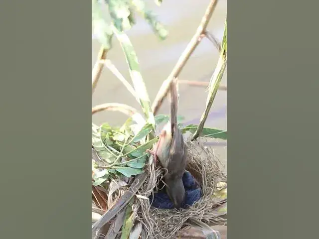 Video thumbnail for Babies Bird Eating Food  #birdwatching #birdslover #birdparenting #birdspotting #birdkids #birds