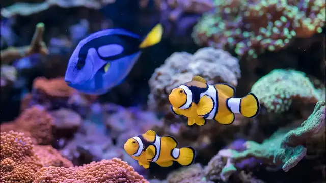 Video thumbnail for Wonderful Coral Reef Aquarium Fish 4K/Relaxing Music 432 Hz for Sleep, Study, Meditation & Yoga