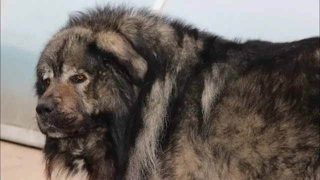 Video thumbnail for Caucasian Shepherd Dog: Pros & Cons