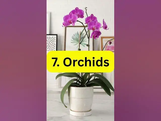 'Video thumbnail for 10 Plants That Never Die #indoorplants #garden #indoorgardening'