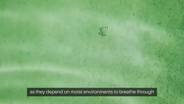 Video thumbnail for Hermit Crab Tank Humidity