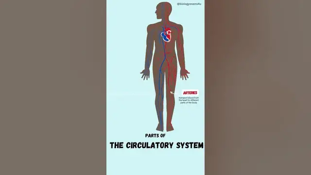 'Video thumbnail for Parts of the Circulatory system'