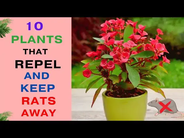 'Video thumbnail for 10 Plants That Repel and Keep Rats Away | Rat Repellent Plants'
