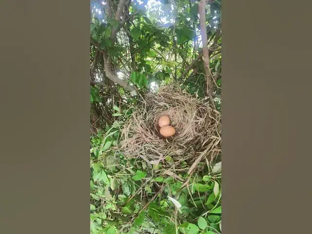 Video thumbnail for Top Egg Wild Chicken #BabiesBird  #Feedigbirds #nature #shortvideo #viralvideo #birds #feedingbird