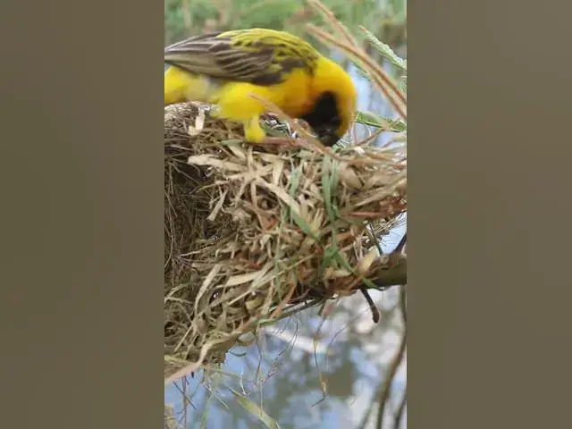 Video thumbnail for Yellow Golden Bird Repair Nest #Baby #Wild #Birds #Nest #Nature #Newborn #Feathered #Hatching #birds