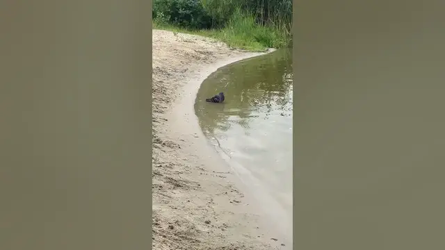 Video thumbnail for It's time for a swim😀😂🤣#shorts