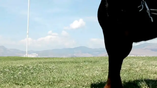 Video thumbnail for training trainer