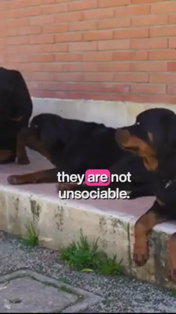 'Video thumbnail for the silent guardians_ rottweilers'