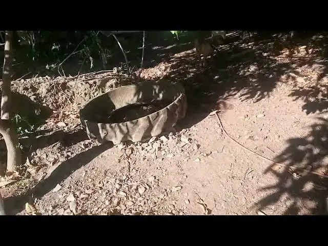 Video thumbnail for Leitōizinhos e mangueiro dos porco