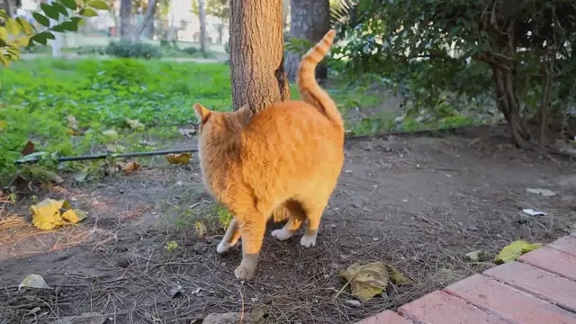 Video thumbnail for Can Cats Eat You After You Die? The Truth Revealed